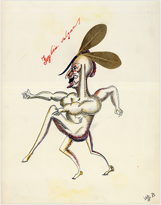 Disegno a china di Vincenzo Sparagna, Foglia vugaris, 1973